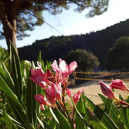 Les Amandiers - 5 Km De La Sainte-Maxime