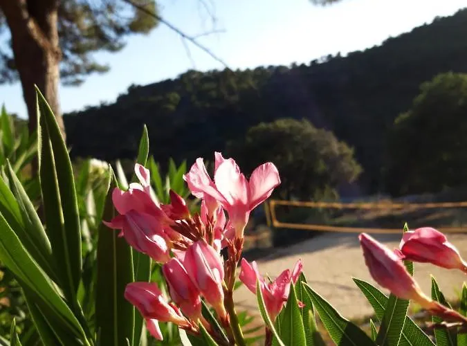 Les Amandiers - 5 Km De La Sainte-Maxime