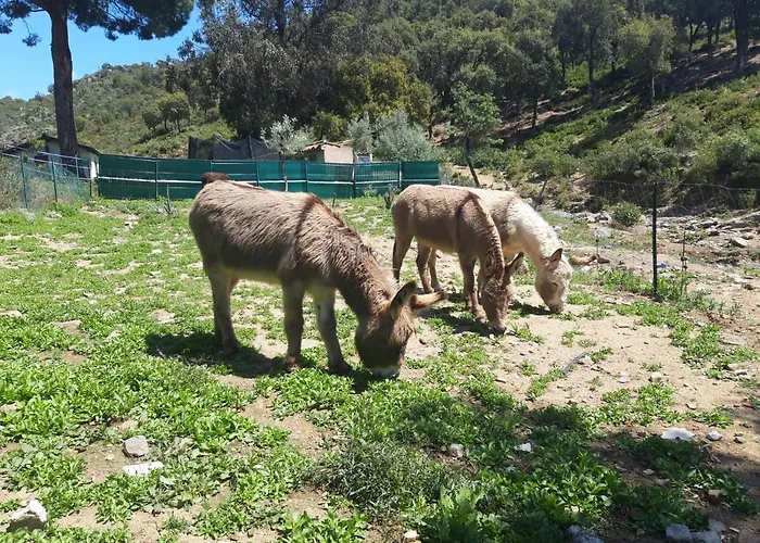 Les Amandiers - 5 Km De La *